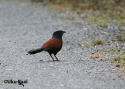 t%20greatercoucal%20Centropus%20sinensis.jpg