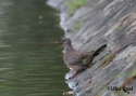 t%20spotteddove%20chinensis.jpg