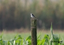 t%20whitewagtail.jpg