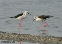 t_20blackwingedstilt.jpg