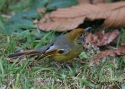 Filename=t_Chestnut-tailed-Minlastrigula-12.jpg
Filesize=92KiB
Dimensions=700x500
Date added=Jun 10, 2007 t_Chestnut-tailed-Minlastrigula-12.jpg