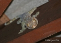 Filename=t_Geko-12_2006-Kaeng-Krachan-.jpg
Filesize=28KiB
Dimensions=700x500
Date added=Jun 10, 2007 t_Geko-12_2006-Kaeng-Krachan-.jpg