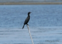 Filename=t_Little-Cormorant-12.jpg
Filesize=30KiB
Dimensions=700x500
Date added=Jun 10, 2007 t_Little-Cormorant-12.jpg