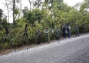 Filename=t_ai14.jpg
Filesize=91KiB
Dimensions=700x500
Date added=Jun 10, 2007 t_ai14.jpg