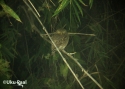 Filename=t_asian-barred-owlet.jpg
Filesize=70KiB
Dimensions=700x500
Date added=Jun 10, 2007 t_asian-barred-owlet.jpg