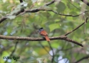 Filename=t_asian-paradise-flycatcher.jpg
Filesize=43KiB
Dimensions=700x500
Date added=Jun 10, 2007 t_asian-paradise-flycatcher.jpg