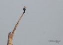 t_black-capped-kingfisher.jpg
