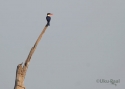 Filename=t_black-capped-kingfisher.jpg
Filesize=14KiB
Dimensions=700x500
Date added=Jun 10, 2007 t_black-capped-kingfisher.jpg