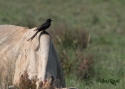 Filename=t_black-dronmacrocercus.jpg
Filesize=56KiB
Dimensions=700x500
Date added=Jun 10, 2007 t_black-dronmacrocercus.jpg
