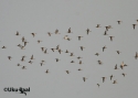 Filename=t_black-tailed-godwit-a.jpg
Filesize=29KiB
Dimensions=700x500
Date added=Jun 10, 2007 t_black-tailed-godwit-a.jpg