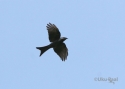 Filename=t_bronzed_drongo-aIMG_5964.jpg
Filesize=17KiB
Dimensions=700x500
Date added=Jun 10, 2007 t_bronzed_drongo-aIMG_5964.jpg