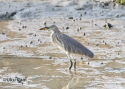 t_chinese-pond-heron.jpg