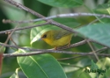 Filename=t_golden-babbler.jpg
Filesize=80KiB
Dimensions=700x500
Date added=Jun 10, 2007 t_golden-babbler.jpg