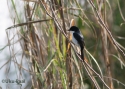 Filename=t_jerdon_s-bushchat.jpg
Filesize=80KiB
Dimensions=700x500
Date added=Jun 10, 2007 t_jerdon_s-bushchat.jpg
