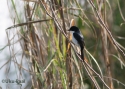 t_jerdon_s-bushchat.jpg