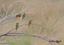 t_little-green-beeeater.jpg