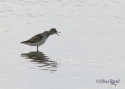 Filename=t_long-toed-stint.jpg
Filesize=34KiB
Dimensions=700x500
Date added=Jun 10, 2007 t_long-toed-stint.jpg
