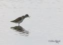 t_long-toed-stint.jpg