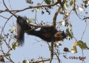 Filename=t_marten.jpg
Filesize=78KiB
Dimensions=700x500
Date added=Jun 10, 2007 t_marten.jpg