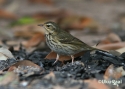Filename=t_olive-backed-pipit2.jpg
Filesize=52KiB
Dimensions=700x500
Date added=Jun 10, 2007 t_olive-backed-pipit2.jpg