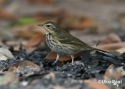 t_olive-backed-pipit2.jpg