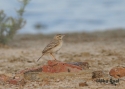 t_paddyfield-pipit2.jpg