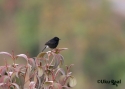 t_pied-bushchat.jpg