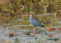Filename=t_purple-swamphean-a.jpg
Filesize=93KiB
Dimensions=700x500
Date added=Jun 10, 2007 t_purple-swamphean-a.jpg