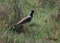 Filename=t_red-watl-lapwindicus.jpg
Filesize=90KiB
Dimensions=700x500
Date added=Jun 10, 2007 t_red-watl-lapwindicus.jpg