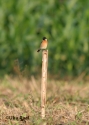 t_stonechat-d.jpg