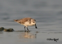 tspoonbilled-sandpiper.jpg