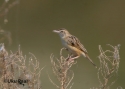 Filename=tzitting-cisticola.jpg
Filesize=49KiB
Dimensions=700x500
Date added=Jun 10, 2007 tzitting-cisticola.jpg