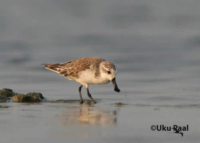 Lusiknokk-rùdi (Eurynorhynchus pygmeus)
See liik oli meie retke peaeesmärk. Selle haruldase kurvitsalise populatsiooni hinnatakse hetkel vaid 3000-4000 isendile. Pak Ta Lae.
Keywords: Tai Thailand spoonbilled sandpiper