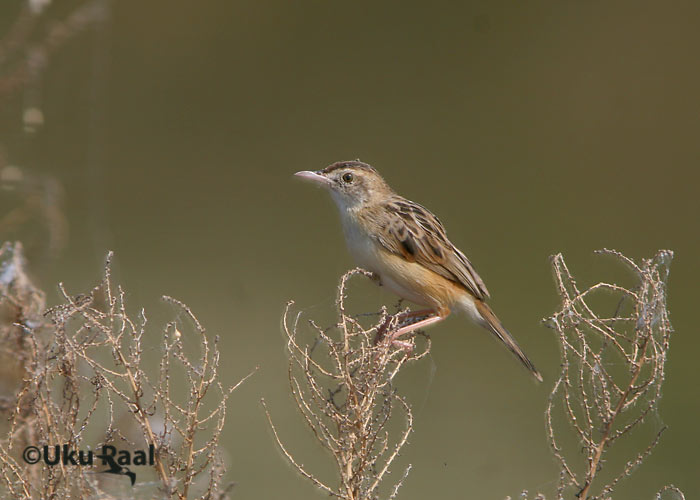 Rohulind (Cisticola jyncidis)
Chao Samran
Keywords: Tai Thailand zitting cisticola