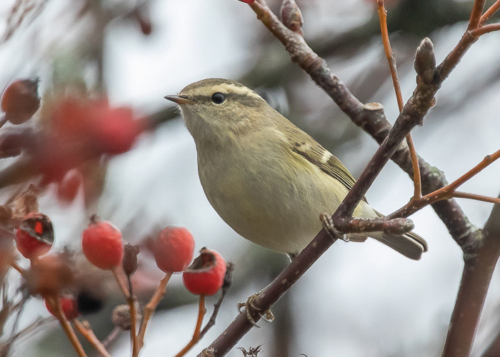 Tuhk-lehelind (Phylloscopus humei)
Sääre, Saaremaa, 25.10.2019

Juha Sjöholm
Keywords: hume&#039;s leaf