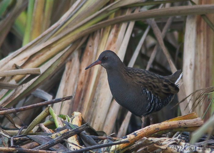 Rooruik (Rallus aquaticus)
Lõuna-Eesti, sügis 2019

Uku Paal
Keywords: water rail