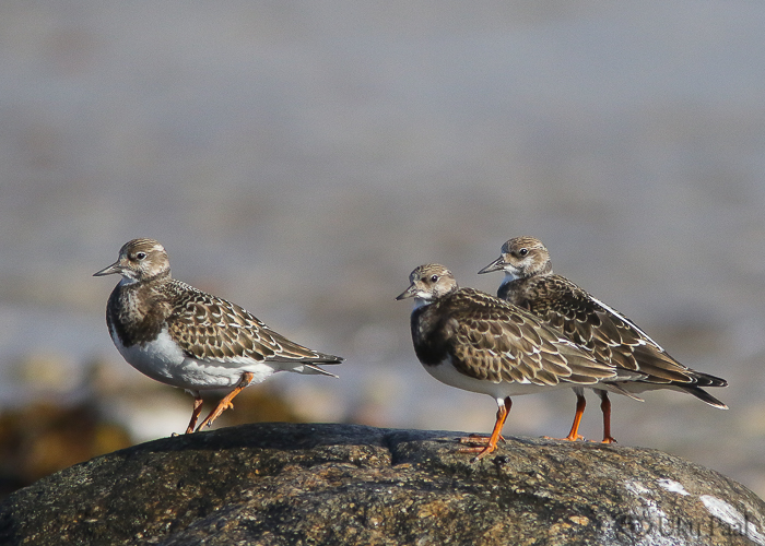 Kivirullija (Arenaria interpres) 1a
Hiiumaa, september 2019

Uku Paal
Keywords: turnstone