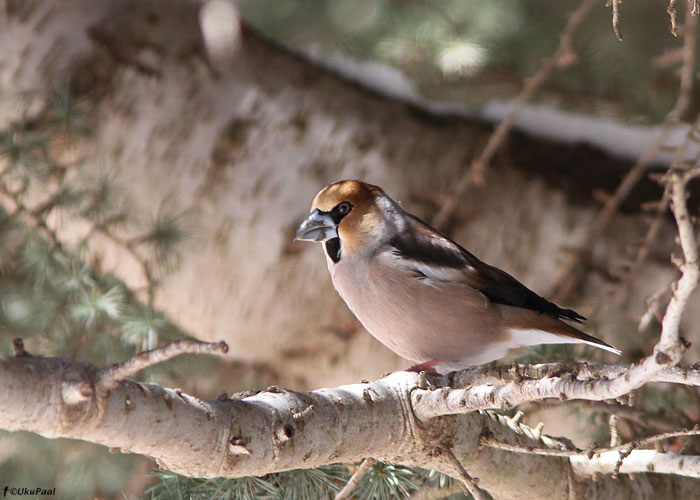 Suurnokk (Coccothraustes coccothraustes burryi)
Maroko, märts 2011

UP
Keywords: hawfinch