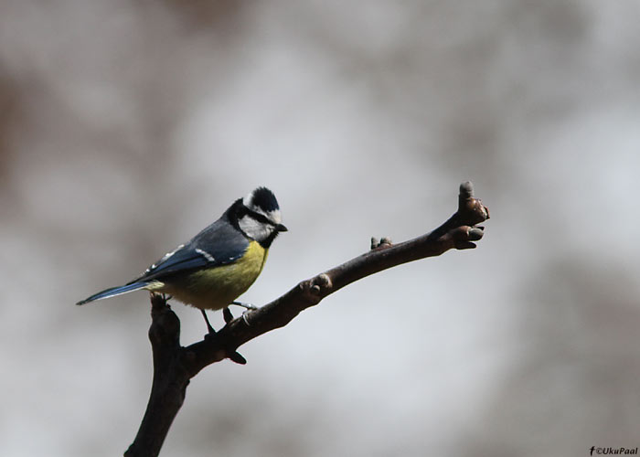 Kanaari sinitihane (Cyanistes teneriffae ultramarinus)
Maroko, märts 2011. Kanaari sinitihaste taksonoomia on keerukas. Põhja-Aafrika ja Kanaari saarte populatsioone käsitletakse hetkel veel ühe liigina. 

UP
