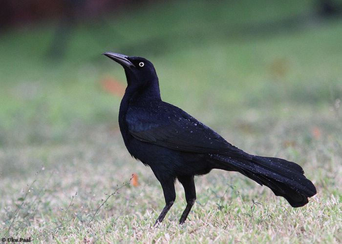 Quiscalus mexicanus
Üks tavalisemaid fooniliike.

Panama, jaanuar 2014

UP
Keywords: grackle