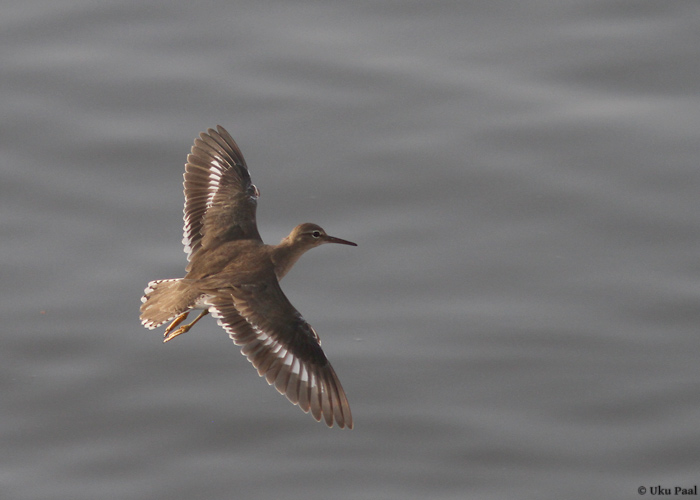 Ameerika vihitaja (Actitis macularia)
Panama, jaanuar 2014

UP
Keywords: spotted sandpiper