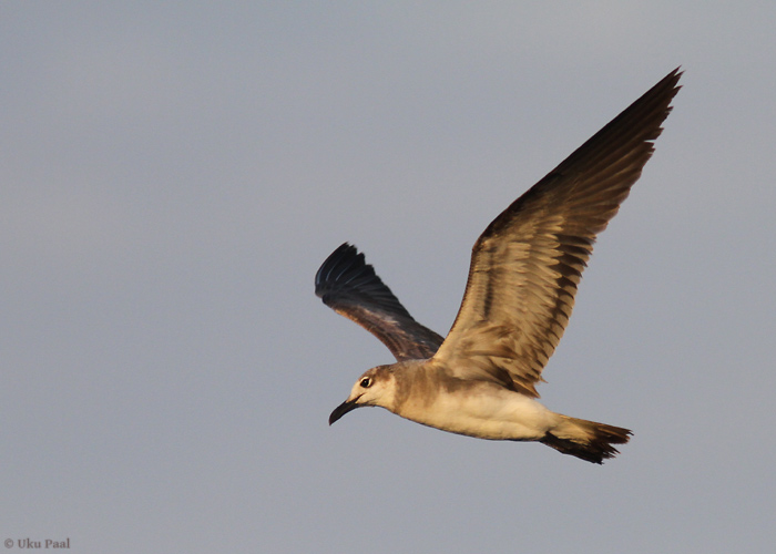 Randkajakas (Larus atricilla)
Panama, jaanuar 2014

UP
Keywords: laughing gull