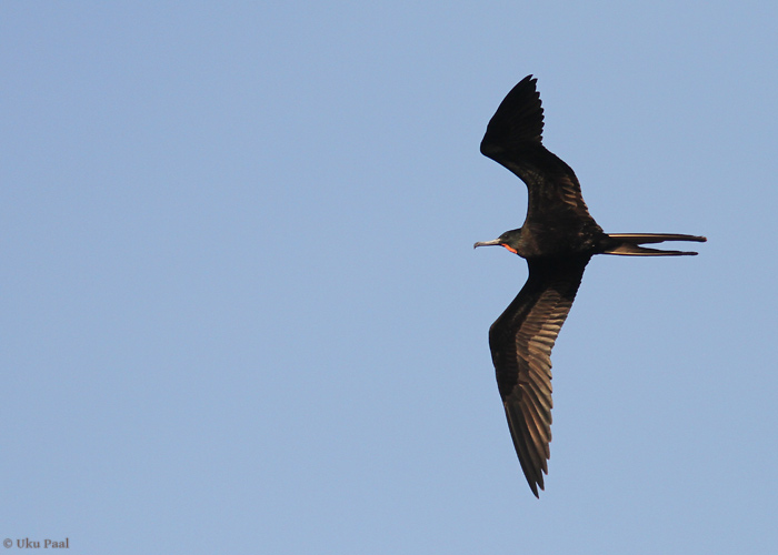 Keiser-fregattlind (Fregata magnificens)
See liik on kõikjal väga sage. Lendab lausa Panama City kõrghoonete vahel.

Panama, jaanuar 2014

UP
Keywords: magnificent frigatebird