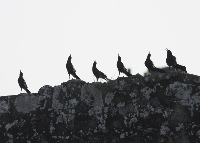 Quiscalus mexicanus
Panama, jaanuar 2014

Mariliis Märtson
Keywords: Great-tailed Grackle