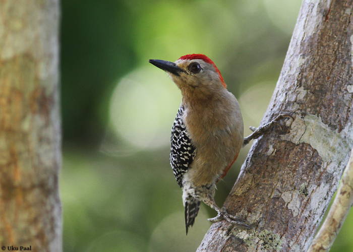 Väike-leeträhn (Melanerpes rubricapillus)
Kõige tavalisem rähniliik Panamas.

Panama, jaanuar 2014

UP
Keywords: red-crowned woodpecker