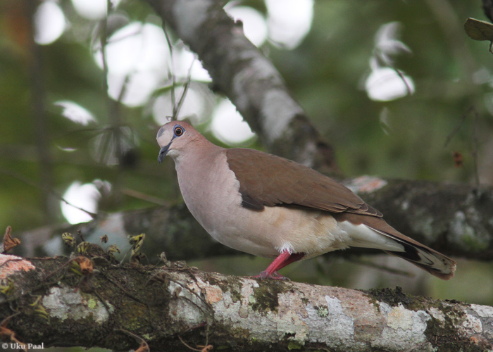 Võsa-manteltuvi (Leptotila verreauxi)
Panama, jaanuar 2014

UP
Keywords: white-tipped dove