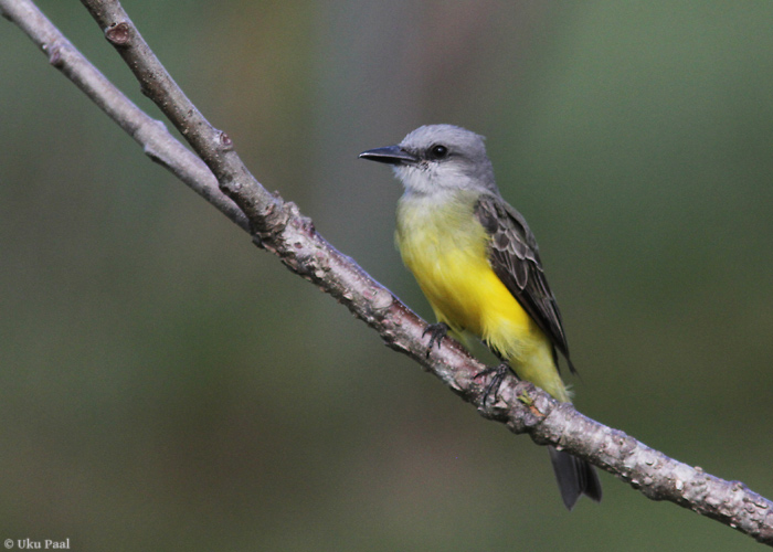 Lõuna-türanntikat (Tyrannus melancholicus)
Panama, jaanuar 2014

UP
Keywords: tropical kingbird