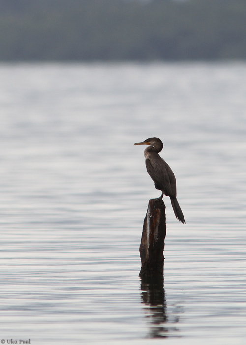 Süsikormoran  (Phalacrocorax brasilianus)
Panama, jaanuar 2014

UP
Keywords: neotropic cormorant