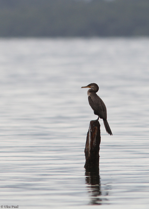 Süsikormoran  (Phalacrocorax brasilianus)
Panama, jaanuar 2014

UP
Keywords: neotropic cormorant