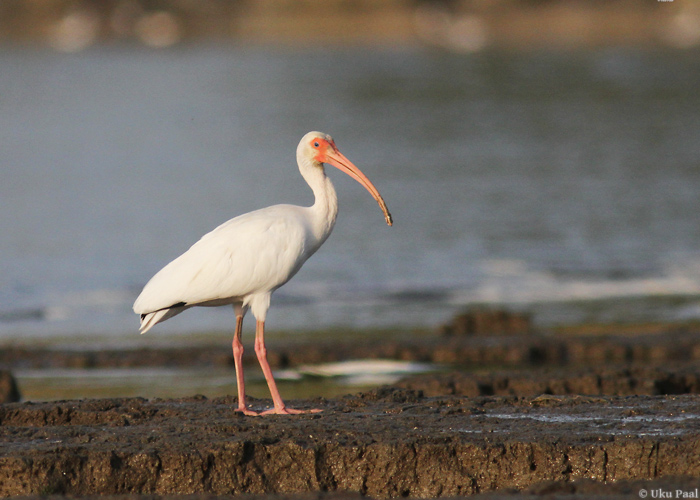 Valgeiibis (Eudocimus albus)
Panama, jaanuar 2014

UP
Keywords: white ibis